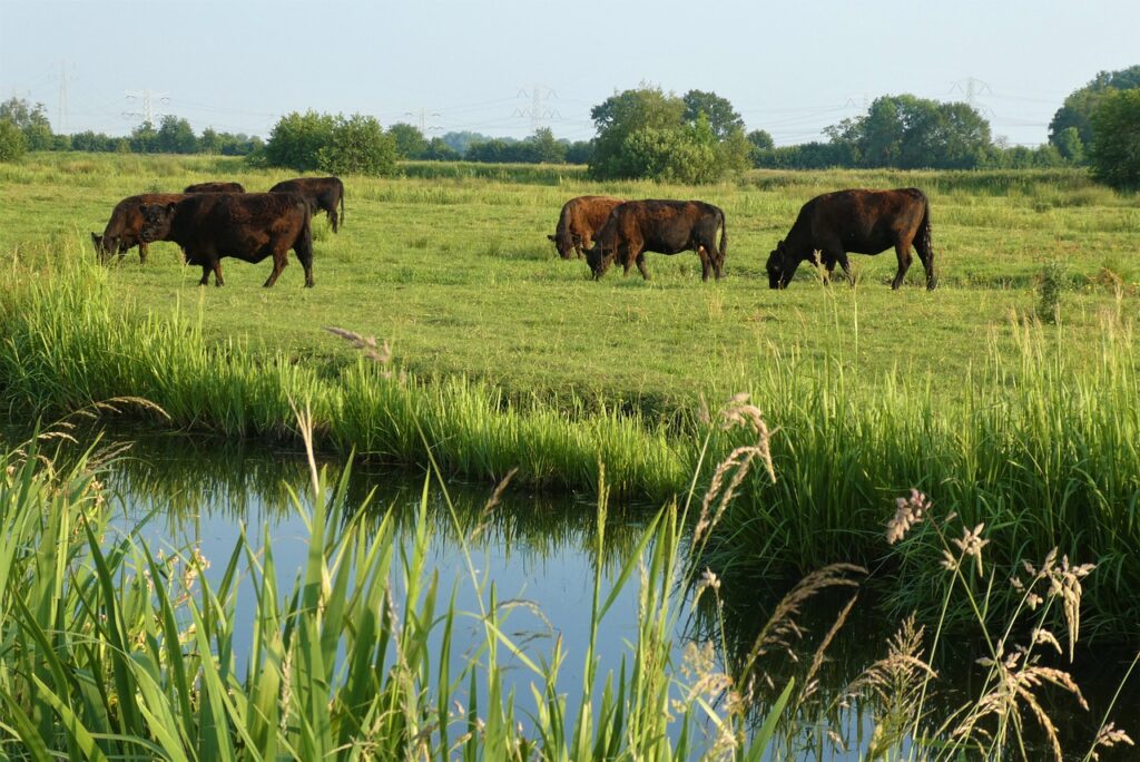 galloway cows, cows, pasture-6347184.jpg